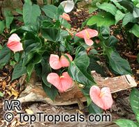 Anthurium andraeanum, Flamingo Flower, Tail Flower