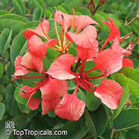 Bauhinia galpinii, Bauhinia punctata, Pride of De Kaap, Nasturtium Bauhinia Bauhinia galpinii, Bauhinia punctata, Pride of De Kaap, Nasturtium Bauhinia