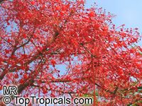 Brachychiton acerifolium, Flame Tree