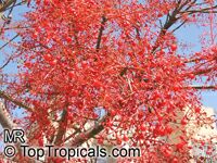 Brachychiton acerifolium, Flame Tree