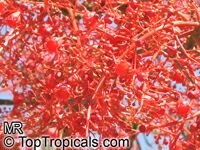 Brachychiton acerifolium, Flame Tree