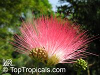 Calliandra haematocephala, Calliandra inaequilatera, Rose cascade, Blood Red Tassel Flower