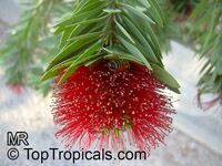 Callistemon sp., Bottlebrush