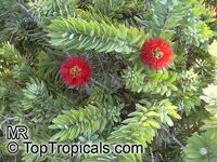 Callistemon sp., Bottlebrush