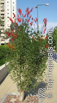 Erythrina humeana, Coral bean, Dwarf coral tree