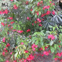 Jatropha integerrima, Jatropha pandurata, Spicy Jatropha, Coral Plant, Peregrina, Physic Nut Jatropha integerrima, Jatropha pandurata, Spicy Jatropha, Coral Plant, Peregrina, Physic Nut