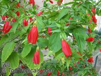 Malvaviscus arboreus penduliflorus, Sleepy Hibiscus, Mexican Turk Malvaviscus arboreus penduliflorus, Sleepy Hibiscus, Mexican Turk