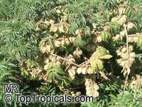 Melianthus comosus, Honey Flower