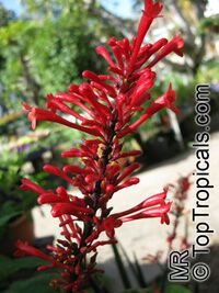 Odontonema cuspidatum, Odontonema strictum