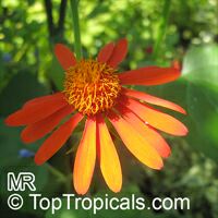 Senecio confusus, Pseudogynoxus confusus, Pseudogynoxus chenopodiodes, Mexican Flame Vine, Orangeglow Vine
