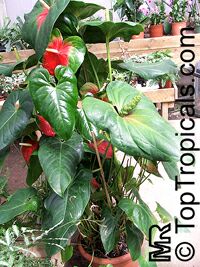 Anthurium sp., Tail Flower