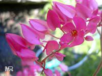 Antigonon (Antigon, Antigonum) leptopus, Mexican Coral Vine, Coral Creeper, Honolulu Creeper, Corallita, Chinese Love Vine