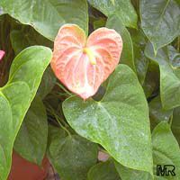 Anthurium andraeanum, Flamingo Flower, Tail Flower