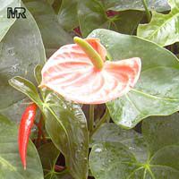 Anthurium andraeanum, Flamingo Flower, Tail Flower