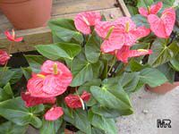 Anthurium andraeanum, Flamingo Flower, Tail Flower