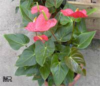 Anthurium andraeanum, Flamingo Flower, Tail Flower