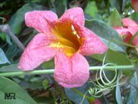 Bignonia capreolata, Crossvine