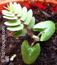Calliandra tweedii, Inga pulcherrima, Red tassel flower Calliandra tweedii, Inga pulcherrima, Red tassel flower