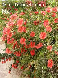 Callistemon sp., Bottlebrush