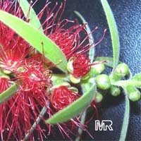 Callistemon sp., Bottlebrush
