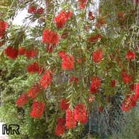 Callistemon sp., Bottlebrush