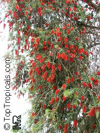 Callistemon sp., Bottlebrush