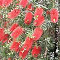 Callistemon sp., Bottlebrush