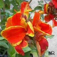 Canna X generalis, Canna Lily Canna X generalis, Canna Lily