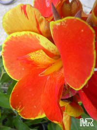 Canna X generalis, Canna Lily Canna X generalis, Canna Lily