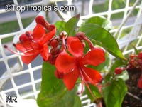Clerodendrum splendens, Flaming glorybower, Clerodendron
