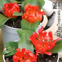 Daubenya aurea