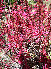 Erythrina herbacea, Coral tree, Coral bean, Cardinal-spear, Cherokee-bean Erythrina herbacea, Coral tree, Coral bean, Cardinal-spear, Cherokee-bean