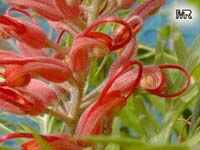 Grevillea Robin Gordon, Robin Gordon Grevillea
