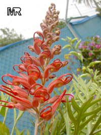 Grevillea Robin Gordon, Robin Gordon Grevillea