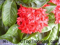 Ixora coccinea, Jungle flame, Needle flower, Flame of the Woods, Jungle Geranium