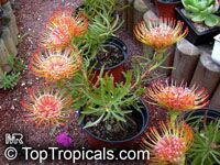 Leucospermum lineare, Needle-leaf Pincushion