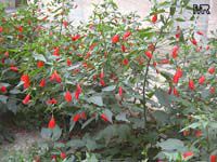 Malvaviscus arboreus penduliflorus, Sleepy Hibiscus, Mexican Turk Malvaviscus arboreus penduliflorus, Sleepy Hibiscus, Mexican Turk