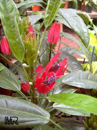 Pavonia multiflora, Triplochlamys multifora, Pavonia x Gledhillii, Brazilian candles