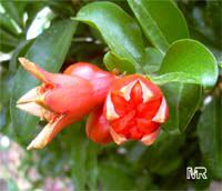 Punica granatum, Pomegranate, Granada, Grenade, Pomegranate, granada, Anar, Granaatappel, Pomo Granato, Romeira, Melo Grano Punica granatum, Pomegranate, Granada, Grenade, Pomegranate, granada, Anar, Granaatappel, Pomo Granato, Romeira, Melo Grano