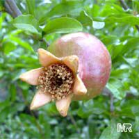 Punica granatum, Pomegranate, Granada, Grenade, Pomegranate, granada, Anar, Granaatappel, Pomo Granato, Romeira, Melo Grano Punica granatum, Pomegranate, Granada, Grenade, Pomegranate, granada, Anar, Granaatappel, Pomo Granato, Romeira, Melo Grano