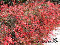 Russelia equisetiformis, Firecracker Fern, Coral Plant Russelia equisetiformis, Firecracker Fern, Coral Plant