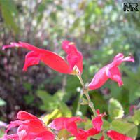 Salvia elegans Salvia elegans
