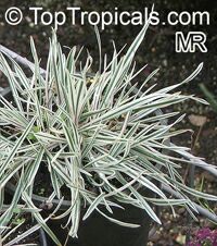 Acorus gramineus variegatus, Sweet Flag

Click to see full-size image