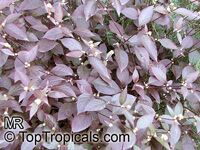 Alternanthera dentata Ruby, Joseph