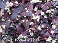 Alternanthera dentata Ruby, Joseph