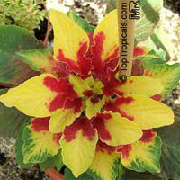 Amaranthus tricolor, Joseph’s coat, Fountain plant Amaranthus tricolor, Joseph’s coat, Fountain plant
