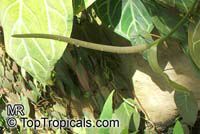 Anthurium clarinervium, White-Veined Anthurium