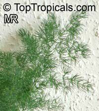Asparagus sp., Asparagus fern