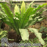 Asplenium nidus, Asplenium nidus-avis, Bird Asplenium nidus, Asplenium nidus-avis, Bird