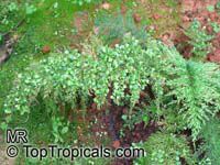 Asplenium viviparum, Asplenium daucifolium, Mother Fern